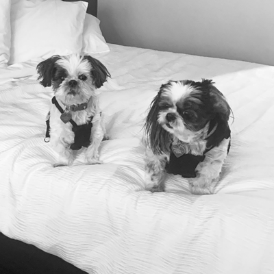 In memory of Penelope and Lola dogs